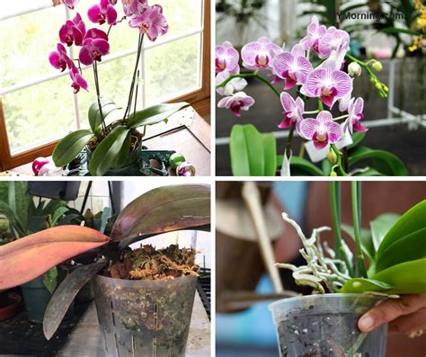 good morning orchid|How to Care for Orchids